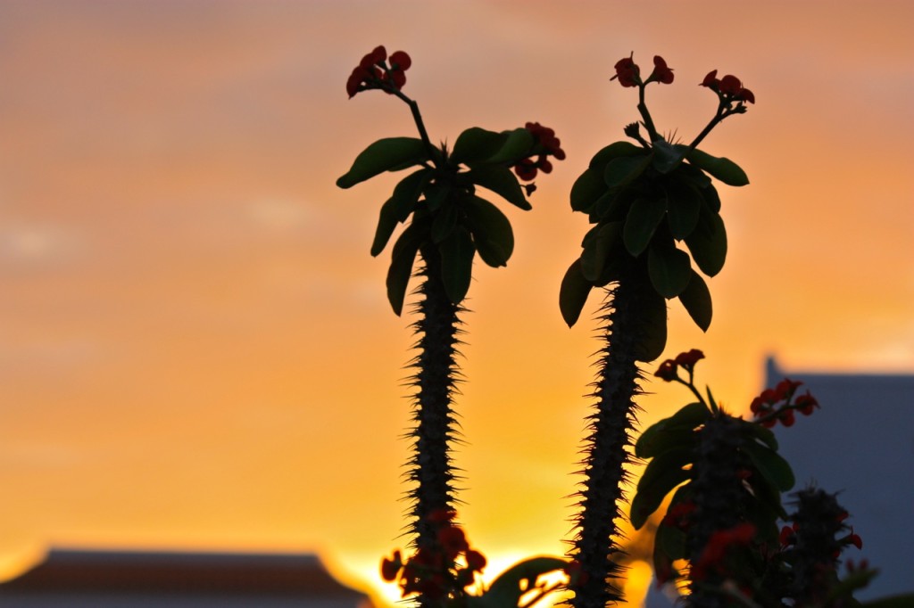 La Gomera, Canary Islands, Spain