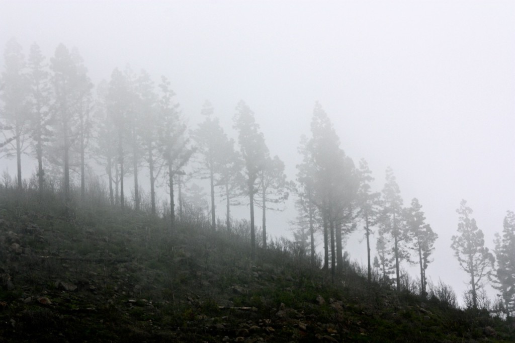 La Gomera, Canary Islands, Spain