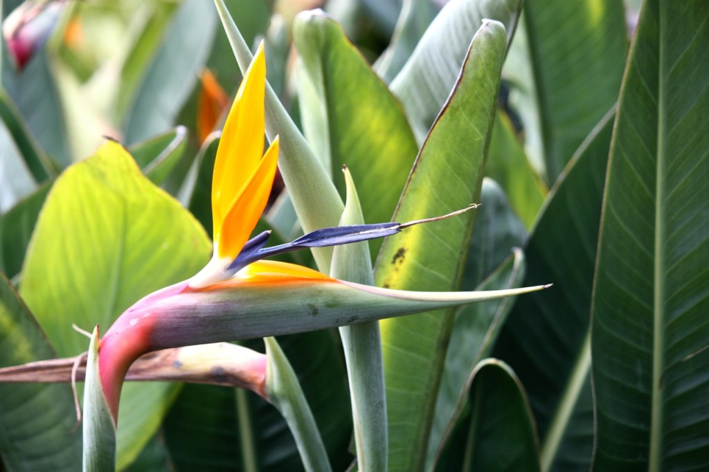 La Gomera, Canary Islands, Spain