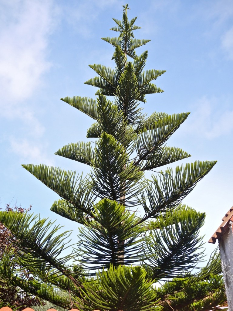 Tenerife, Canary Islands, Spain