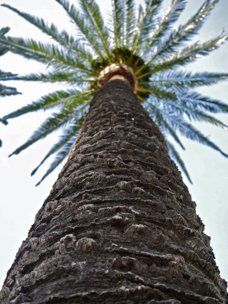 Tenerife, Canary Islands, Spain