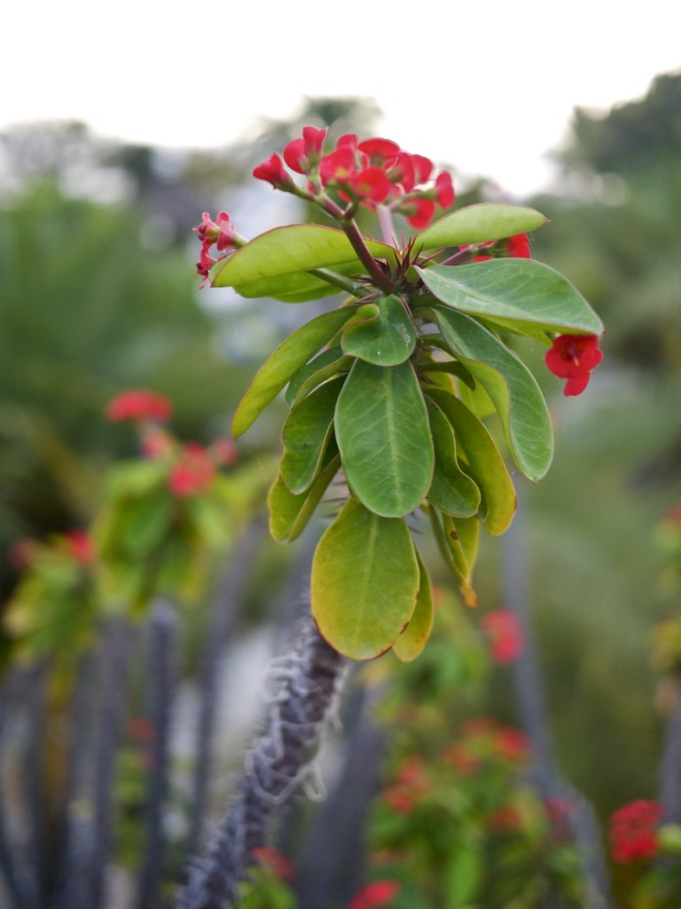 La Gomera, Canary Islands, Spain