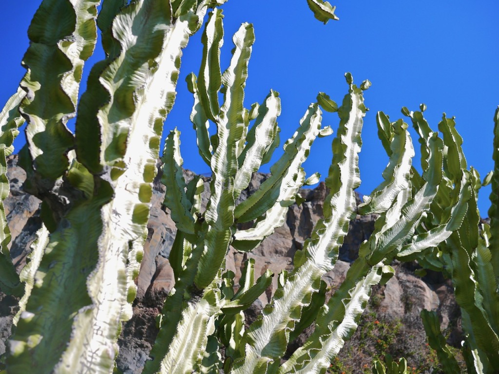 La Gomera, Canary Islands, Spain