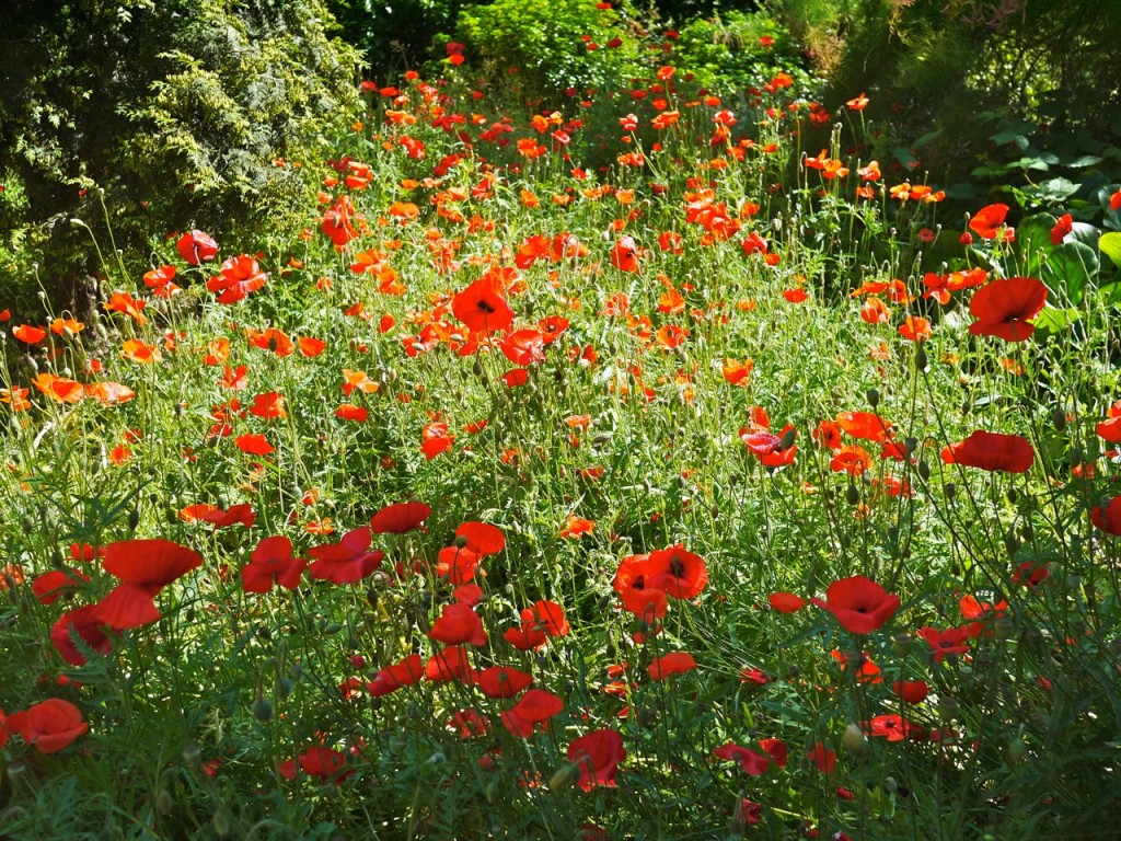 poppies