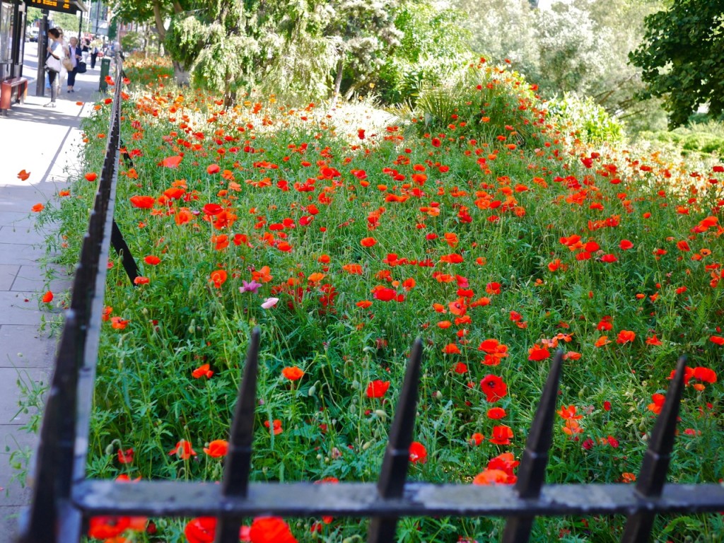 Poppies