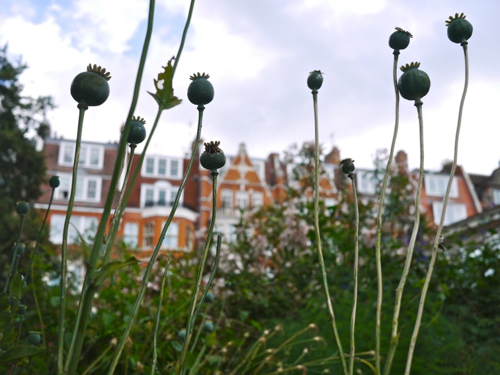 Chelsea Physic Garden, London