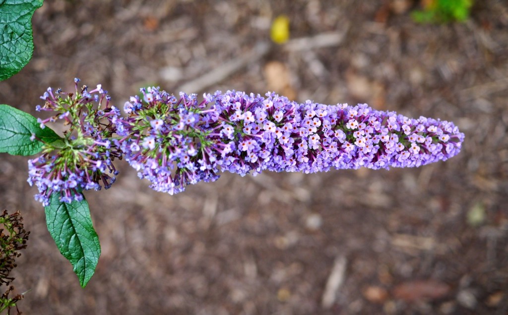 Chelsea Physic Garden, London