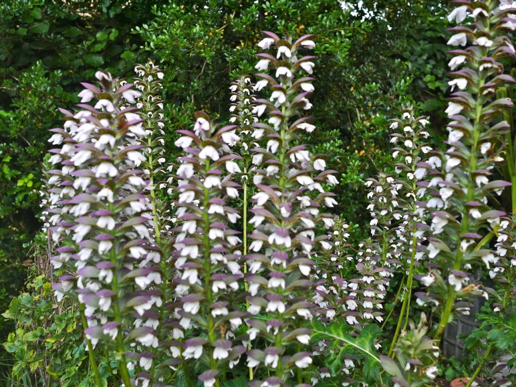 Chelsea Physic Garden, London