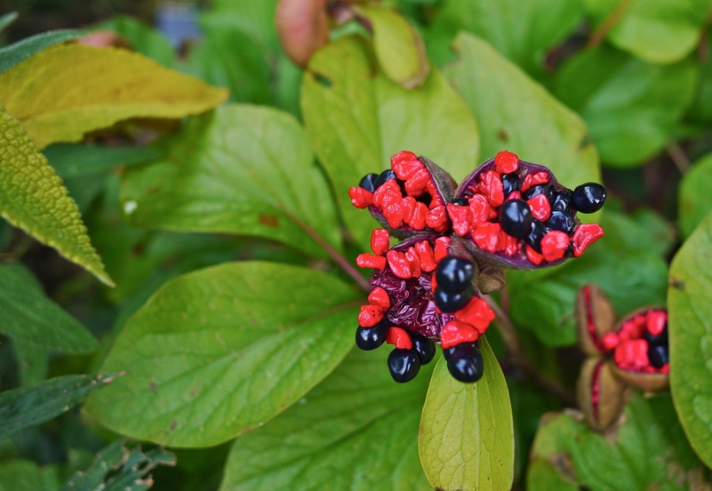 Chelsea Physic Garden, London