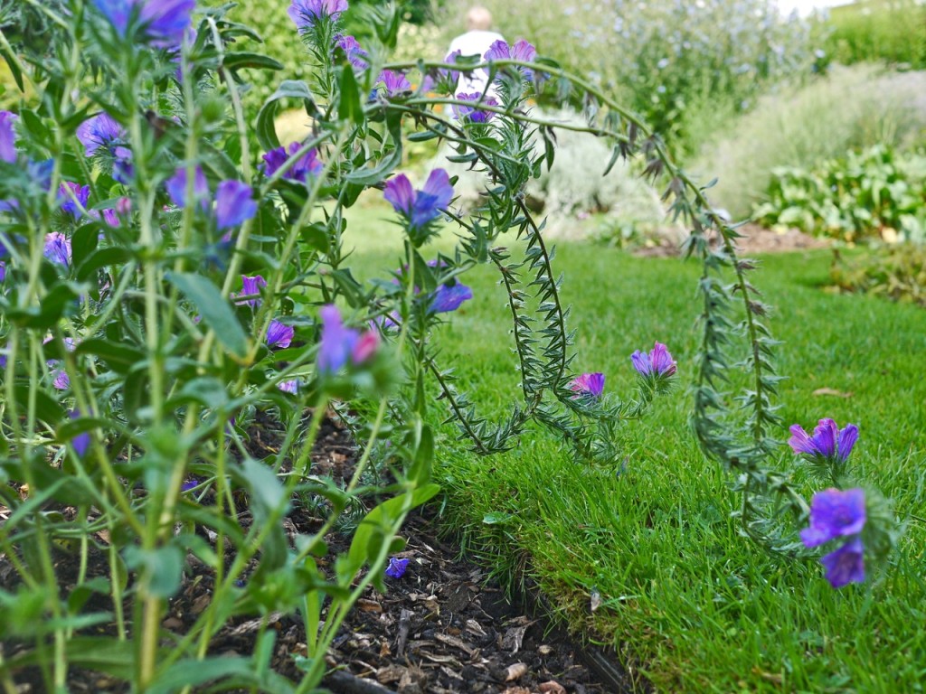 Chelsea Physic Garden, London