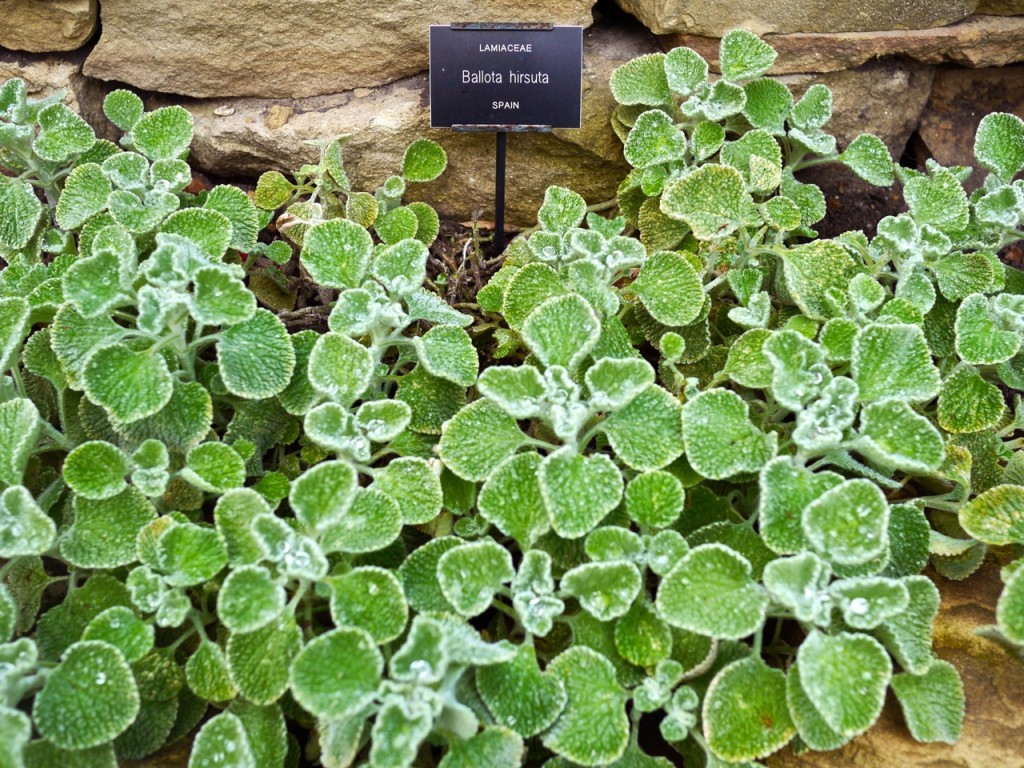 Chelsea Physic Garden, London