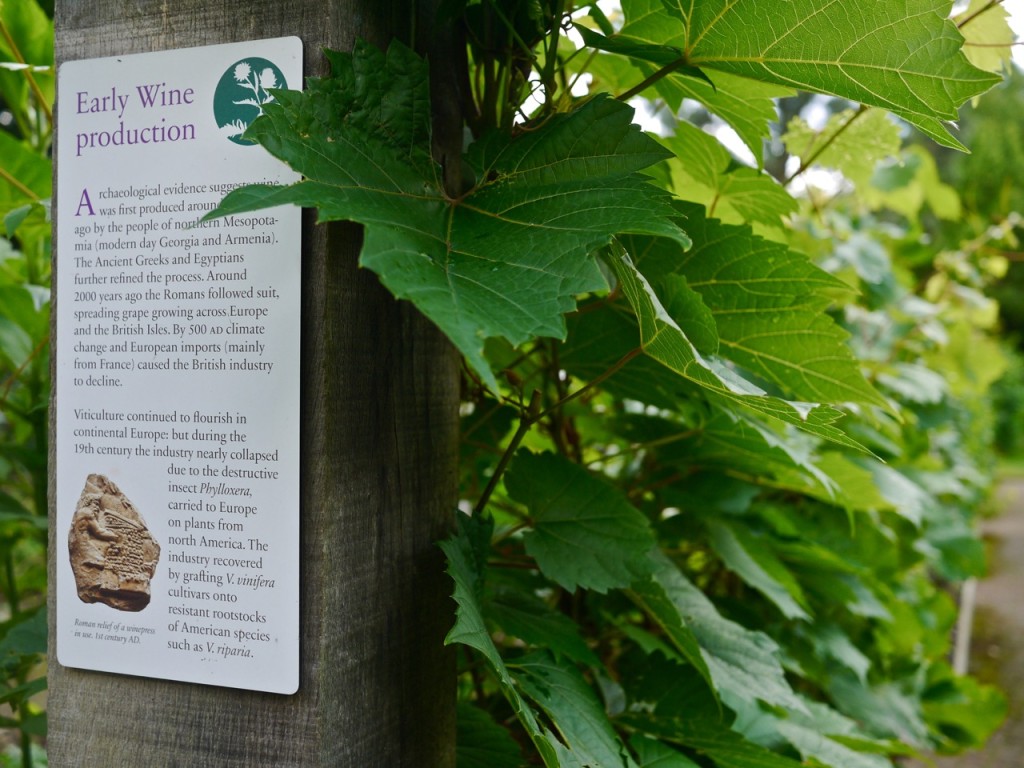 Chelsea Physic Garden, London