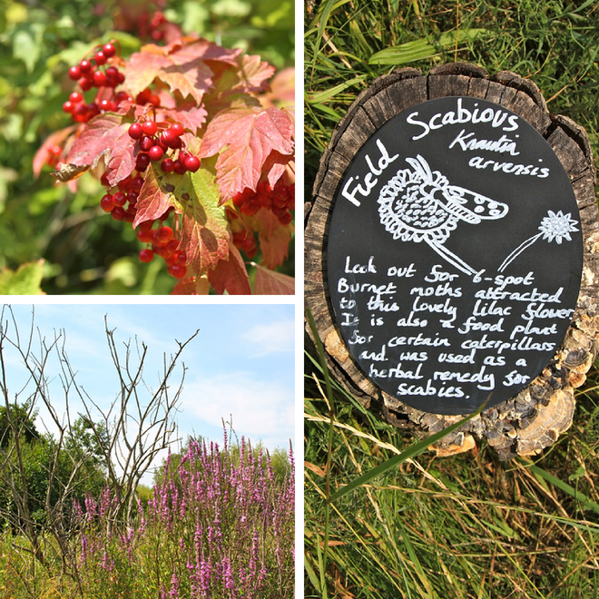 London Wetland Centre