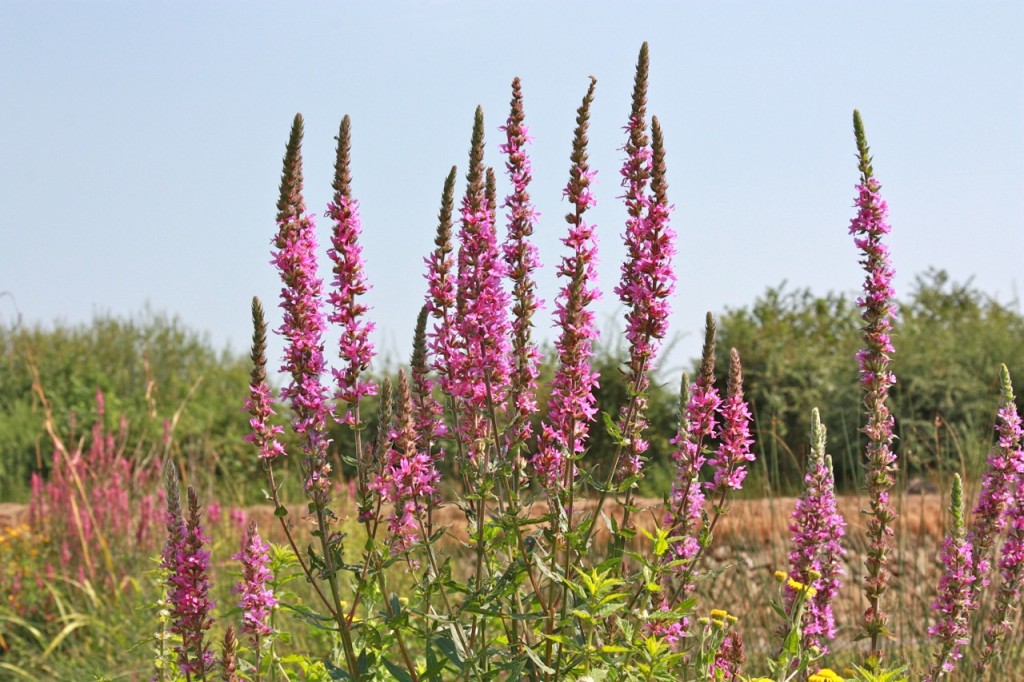 London Wetlands Centre