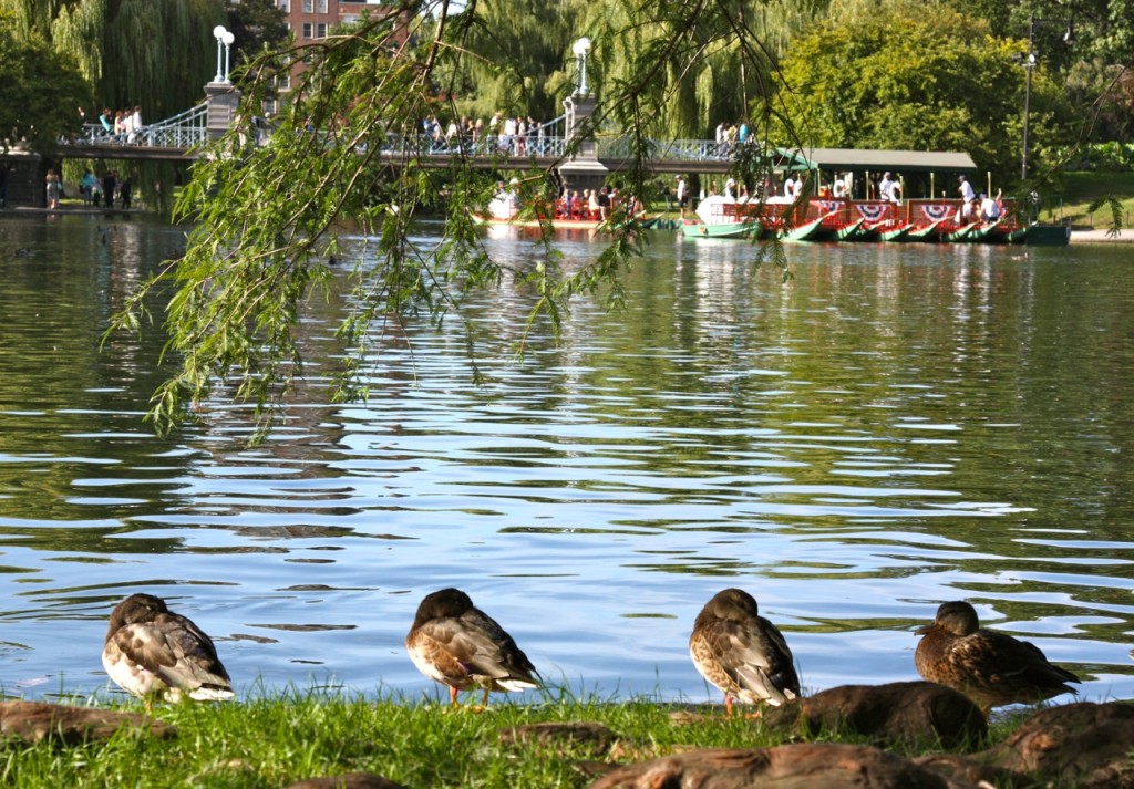 Boston by Stephanie Sadler, Little Observationist