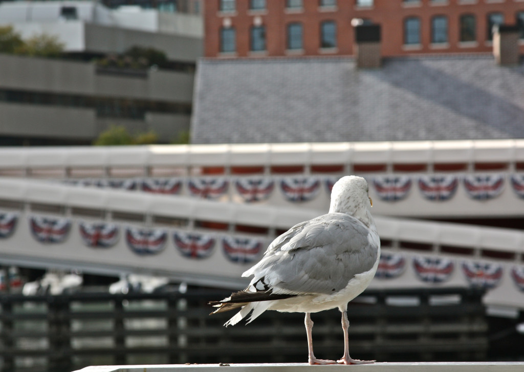 Boston by Stephanie Sadler, Little Observationist