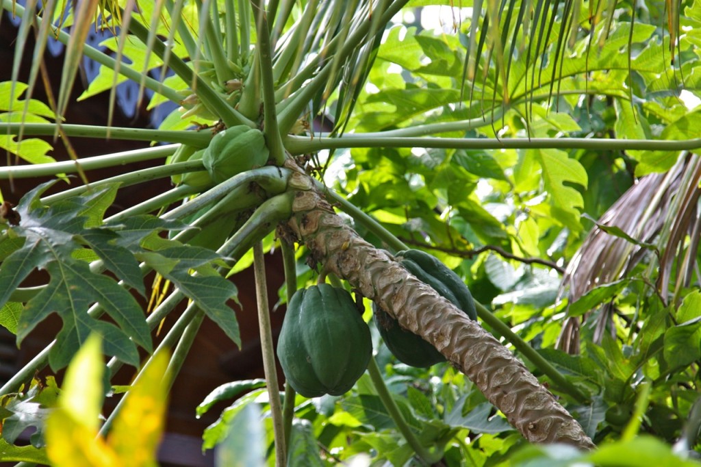 Rabot Estate, Hotel Chocolate, Saint Lucia by Stephanie Sadler