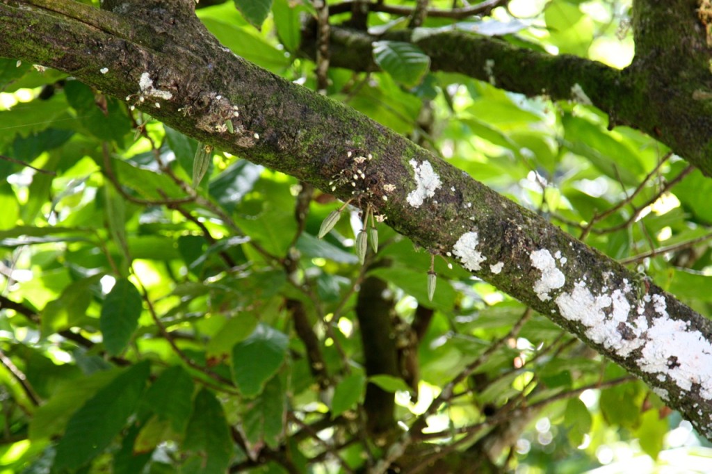 Photo: A yellow cocoa pod means it's ready to harvest