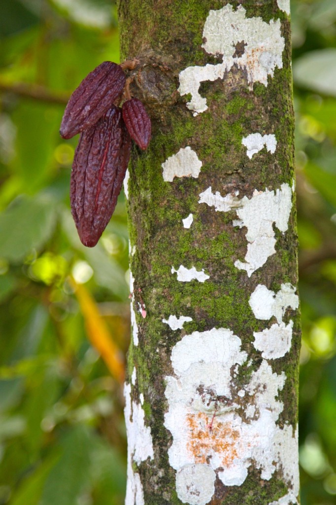 Rabot Estate, Hotel Chocolat, Saint Lucia by Stephanie Sadler