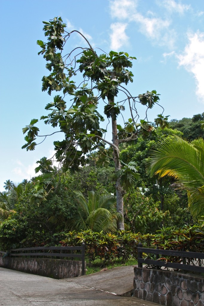 Saint Lucia, Rabot Estate, Saint Lucia by Stephanie Sadler