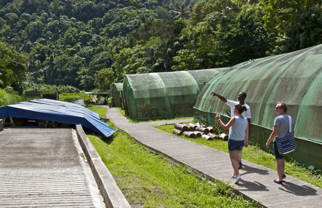 Saint Lucia, Rabot Estate, Saint Lucia by Stephanie Sadler