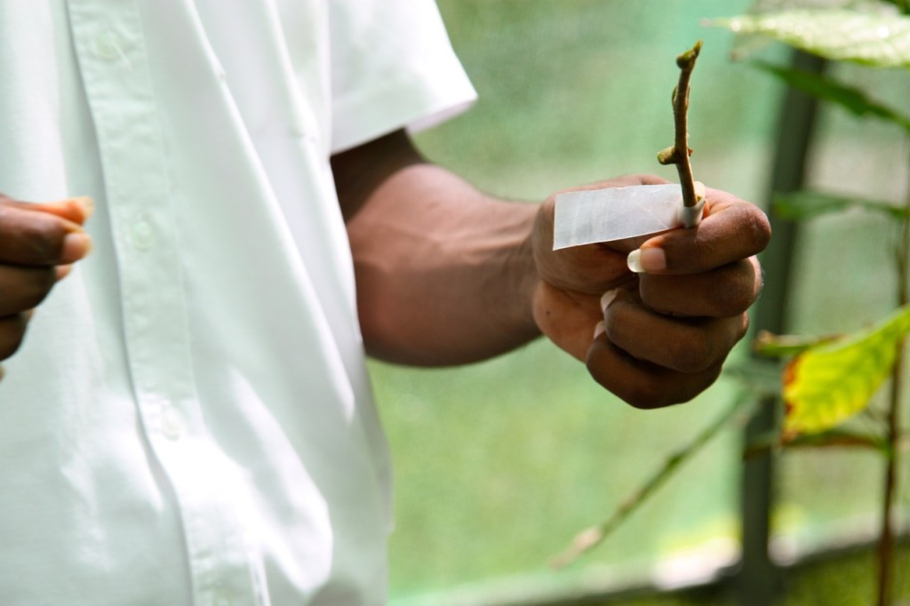 Saint Lucia, Rabot Estate, Hotel Chocolat by Stephanie Sadler