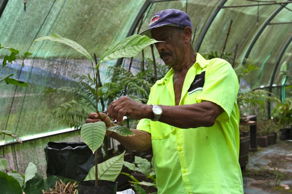 Saint Lucia, Rabot Estate, Hotel Chocolat by Stephanie Sadler