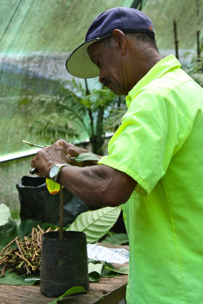 Saint Lucia, Rabot Estate, Hotel Chocolat by Stephanie Sadler