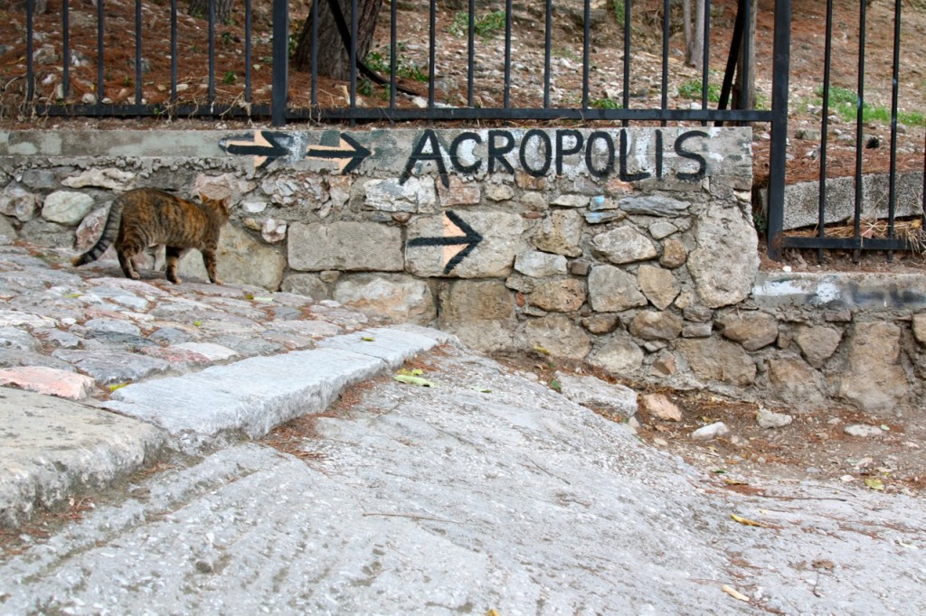 Stray Cats of Athens by Stephanie Sadler