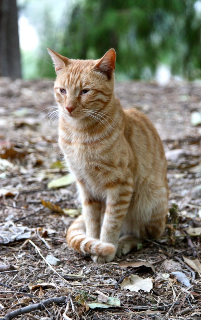 Cats of Athens by Stephanie Sadler