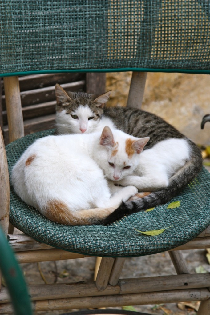 Cats of Athens by Stephanie Sadler