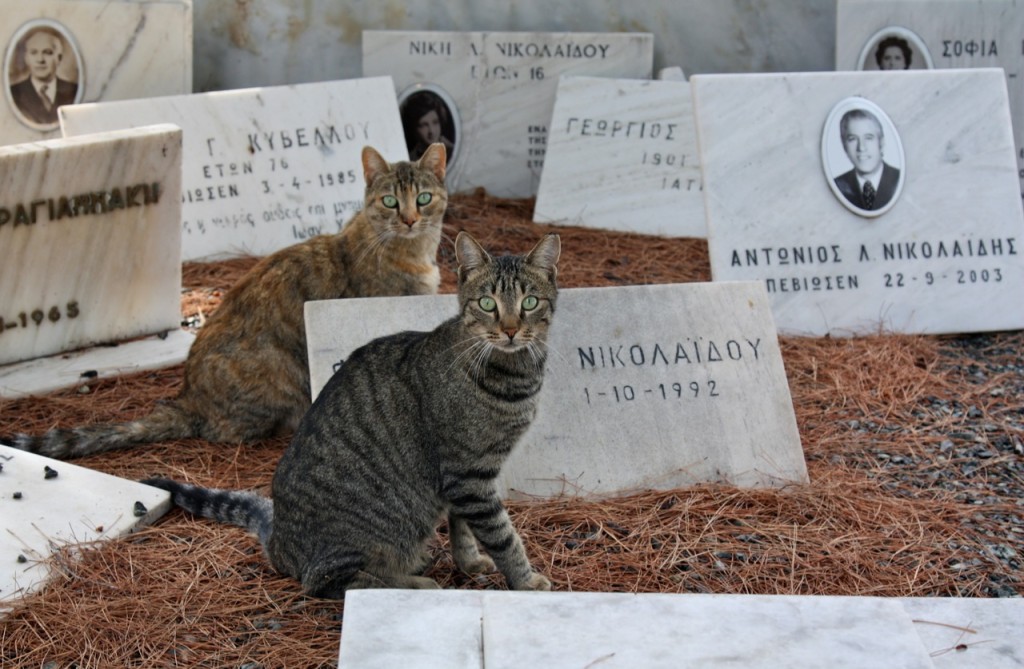 Stray cats in Athens by Stephanie Sadler
