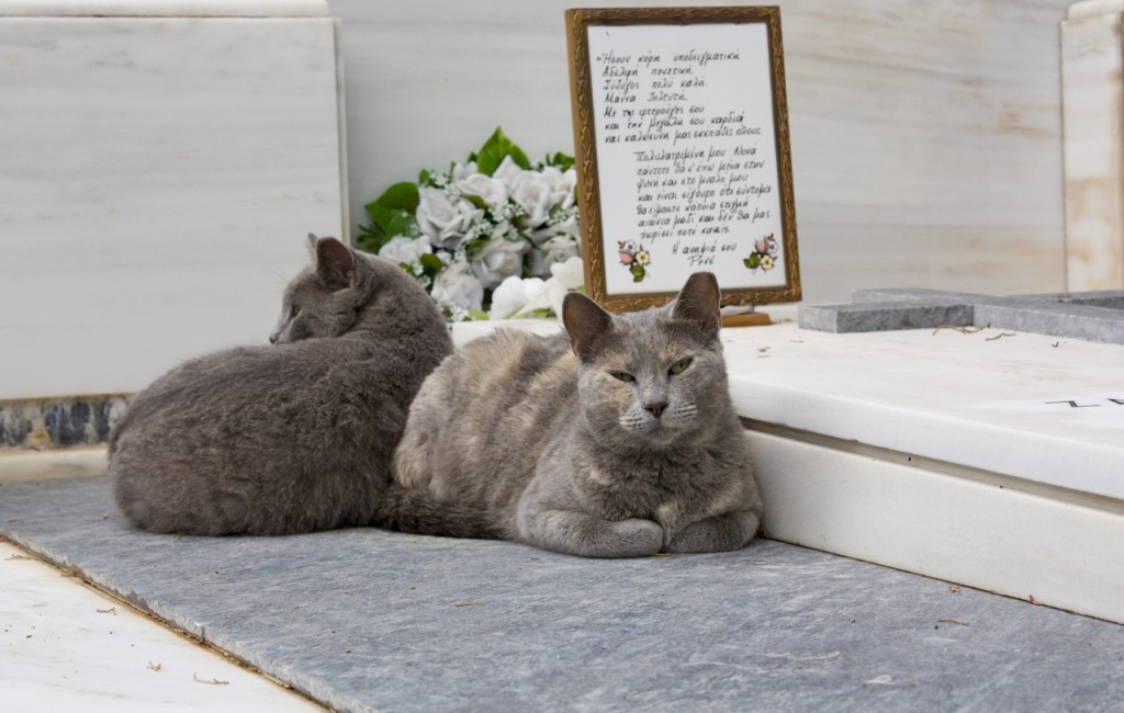 Cats of Athens by Stephanie Sadler