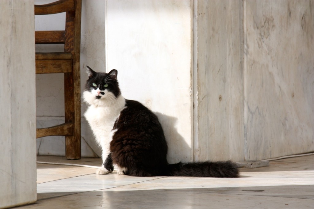 Cats of Athens by Stephanie Sadler