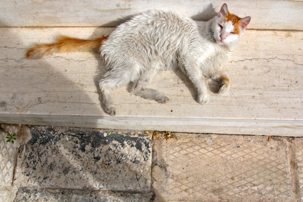 Cats of Athens by Stephanie Sadler