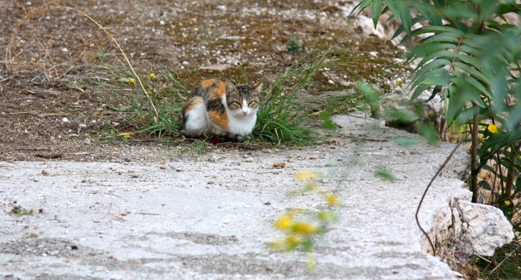 Cats of Athens by Stephanie Sadler