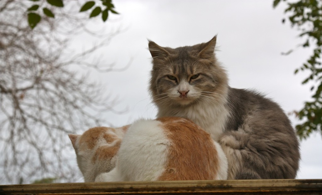 Cats of Athens by Stephanie Sadler