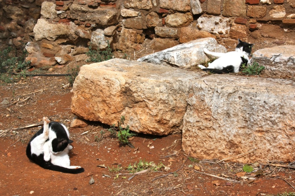 Cats of Athens by Stephanie Sadler