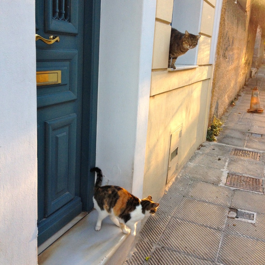 Cats of Athens by Stephanie Sadler
