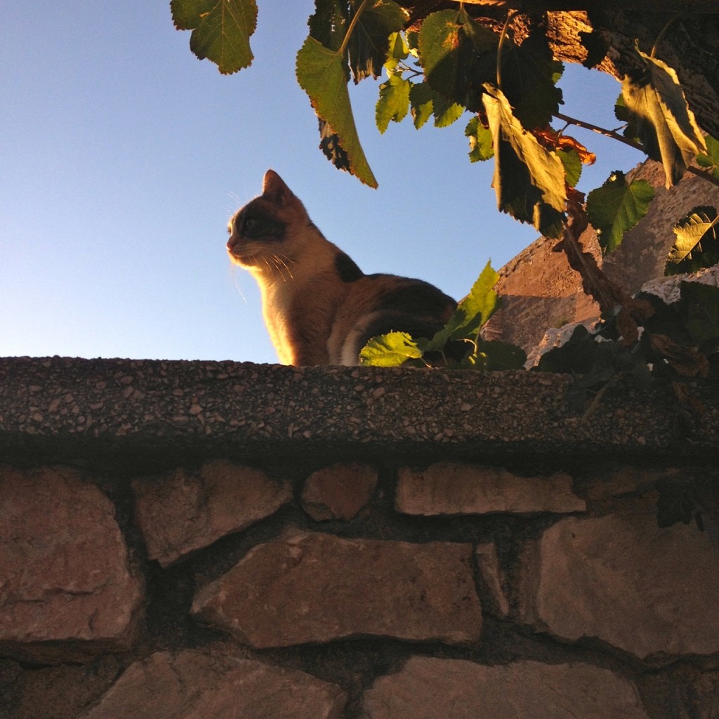 Cats of Athens by Stephanie Sadler