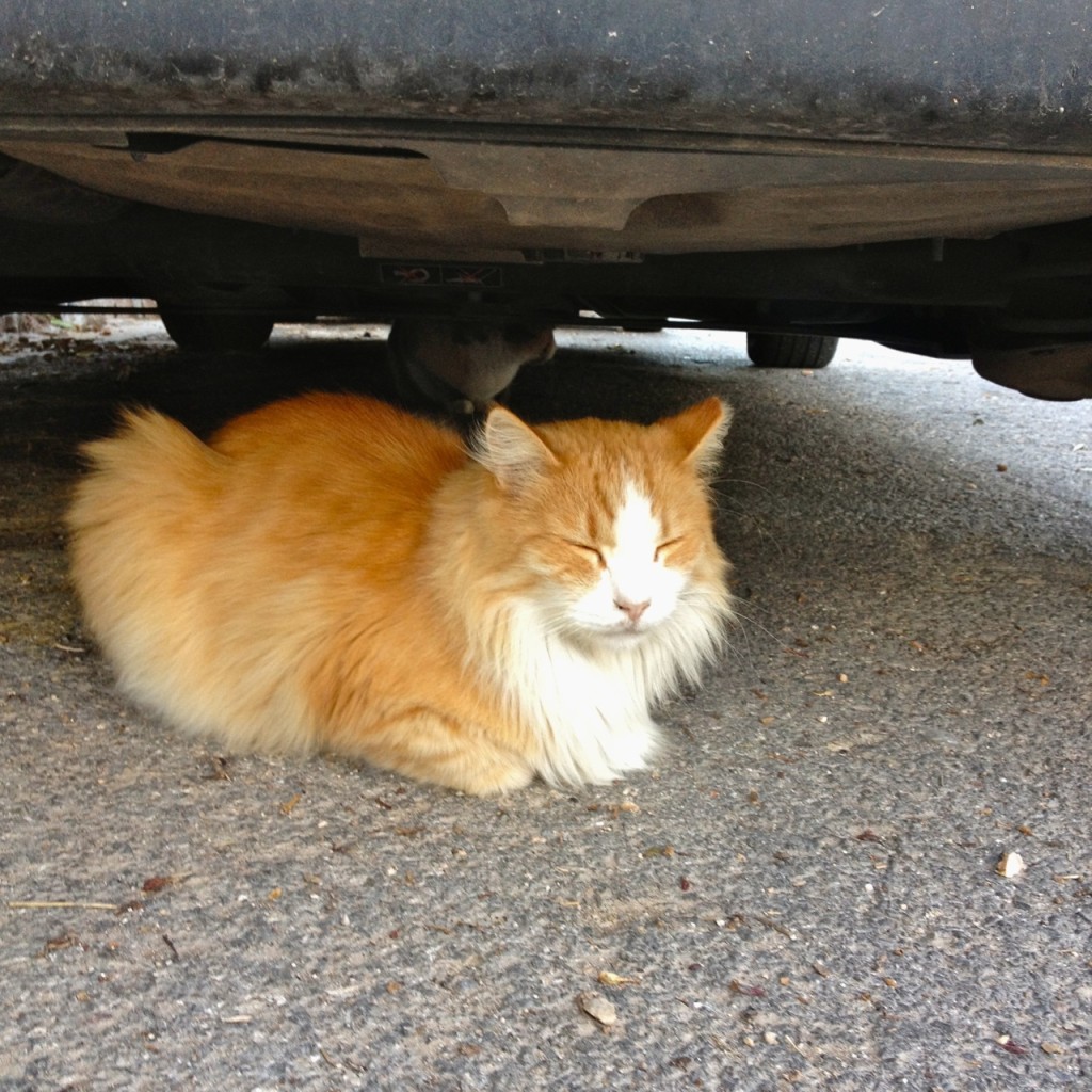 Cats of Athens by Stephanie Sadler