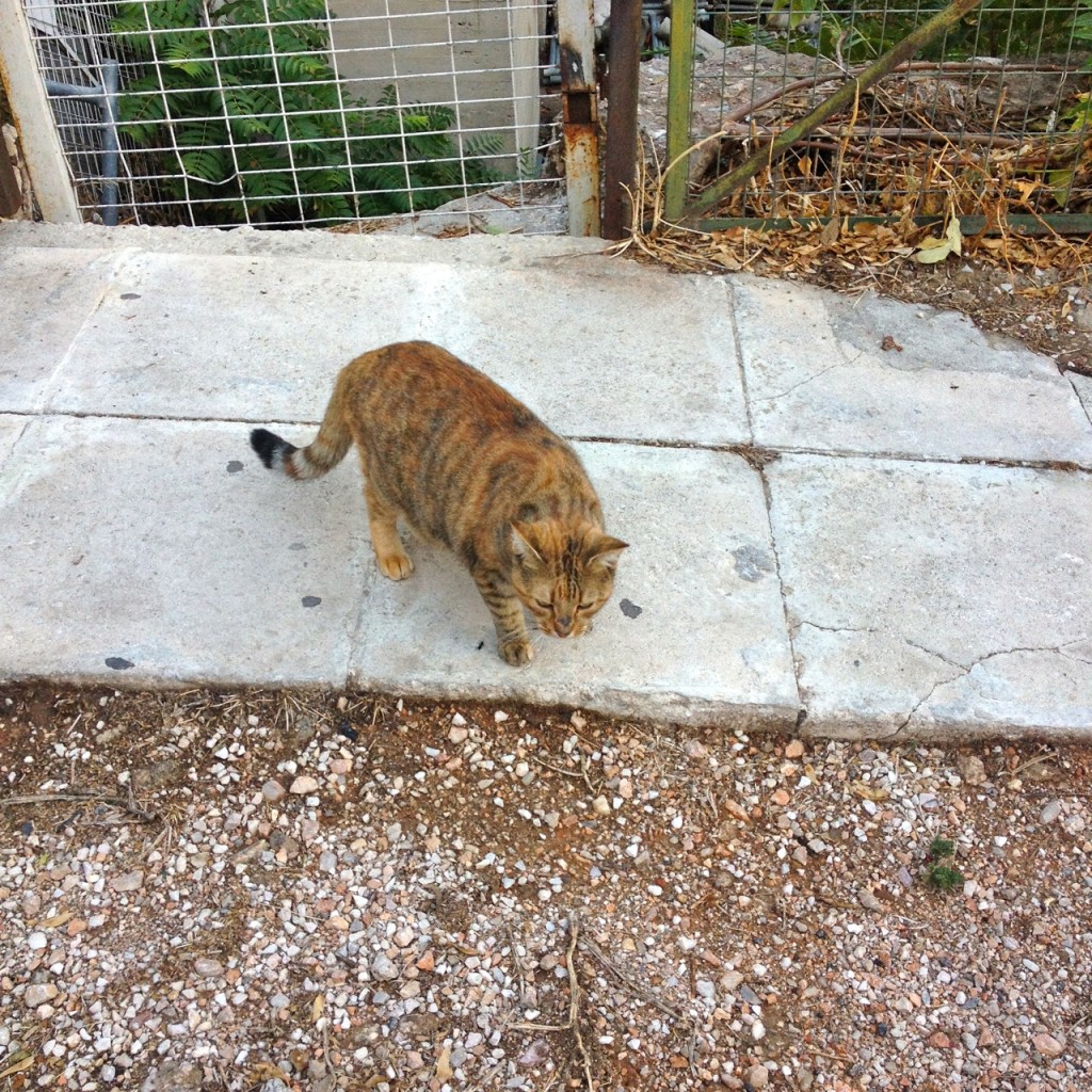 Cats of Athens by Stephanie Sadler