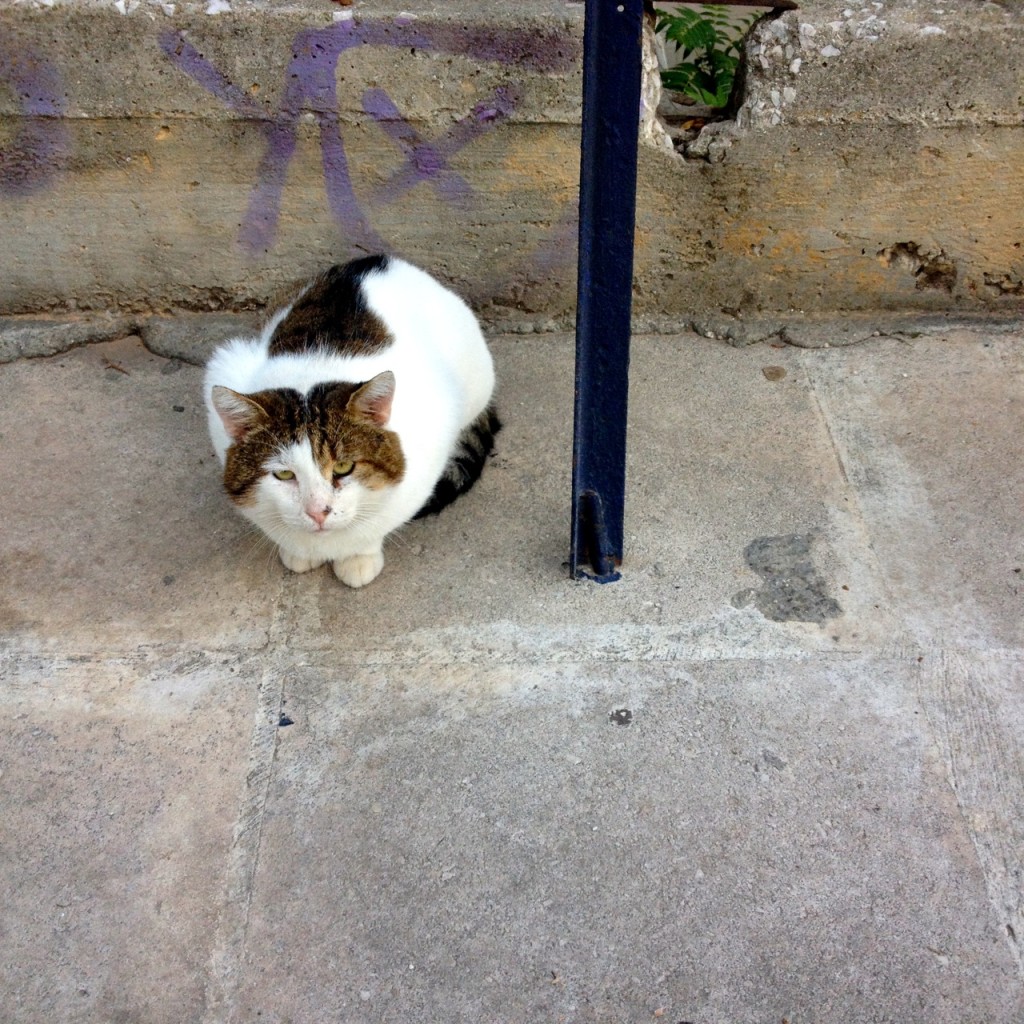 Cats of Athens by Stephanie Sadler