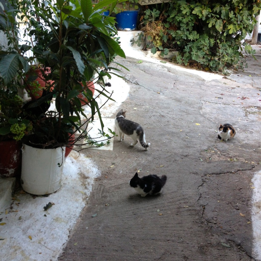 Cats of Athens by Stephanie Sadler