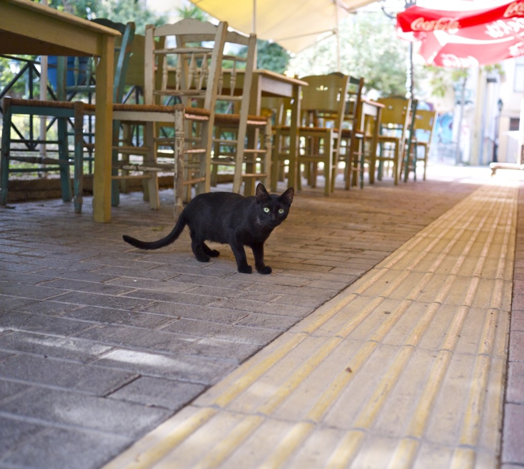 Stray cats of Athens by Stephanie Sadler