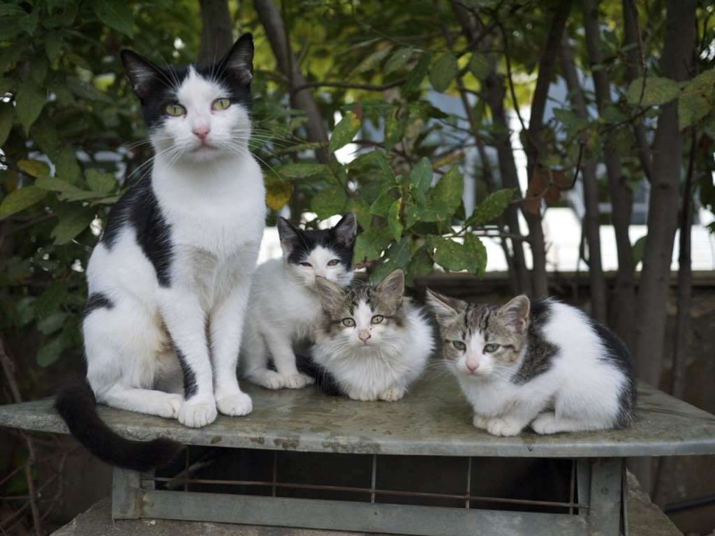 Cats of Athens by Stephanie Sadler