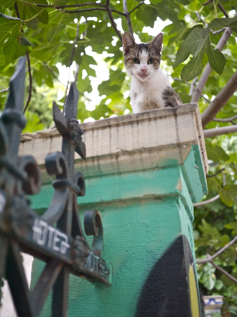 Cats of Athens by Stephanie Sadler