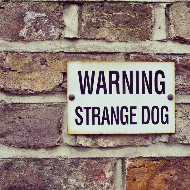 strange dog by Stephanie Sadler