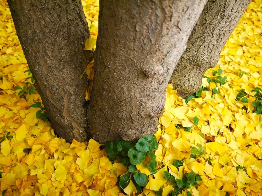 Autumn in London by Stephanie Sadler