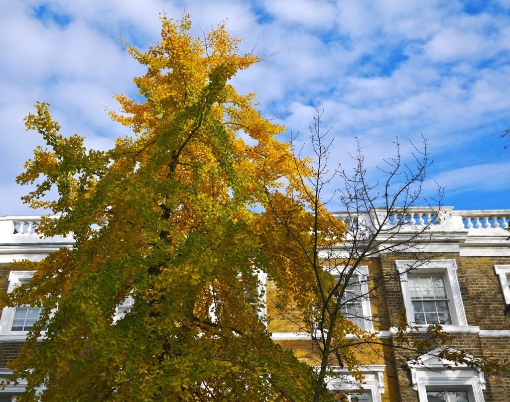 Autumn in London by Stephanie Sadler, Little Observationist 